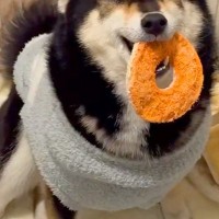 帰宅後『ママが帰ってきた！』と喜ぶ犬→ずっと見ていたい『尊い反応と表情』が48万再生「全てがカワイイ…愛され上手」「最高のお出迎え」