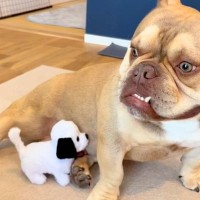 新たに子犬を飼うため、先住犬が『ぬいぐるみでイメトレした』結果→愛おしい『現在の光景』が10万再生「大事にされてるの伝わる」「素敵」