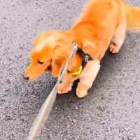 『行きませんよ』と散歩拒否をする犬→近くで『お友だちワンコ』を発見すると…態度が180度変わる瞬間に反響「感情大爆発」「切り替え早ｗ」