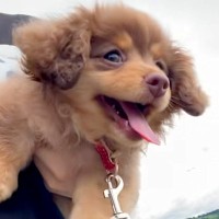 赤ちゃん犬を『抱っこしながらお散歩に連れて行った』結果→腕の中で楽しくなりすぎて…『悶絶級の行動』に反響「天使すぎる…」「癒された」