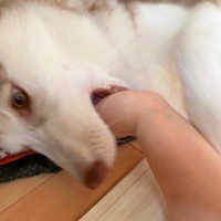 噛みグセが酷かったハスキーの子犬→服は破られ、腕は傷だらけで…衝撃的な『改善方法』に3万いいね「仲間がいて嬉しい」「ナイス奇行ｗ」と爆笑
