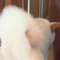 犬を置いて2階に行った結果→戻ると『ソファの裏側』で寂しがっていて…『あまりにも健気な光景』が35万再生「愛おしすぎ…」「抱きしめたい」