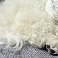 『お昼寝している犬が動いていない』と思い、よく観察してみた結果→予想の上をいく『まさかの光景』に反響「マイクラみたいで草」「驚いたｗ」