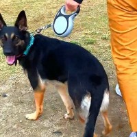 警察犬訓練所を卒業した犬が『飼い主を見失った』結果→『すぐに見つけられるかな』と思ったら…まさかの光景が29万再生「可愛い」「逆に見事」