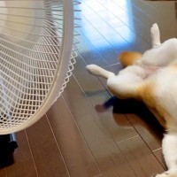 暑い日、扇風機の前から動かない犬→無防備にお腹を見せて…完全に『人間化』している光景に反響「休日のおっさんで草」「めっちゃ可愛いｗ」