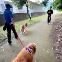 『居るはずのないお兄ちゃん』が散歩中にそばを通ったら、大型犬はどうするか？検証したら→思わず笑顔になる『再会の光景』に「嬉しいね」の声
