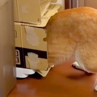 『絶対にお風呂には入らない』と駄々をこねまくる柴犬…まさかの『拒否の仕方』が95万再生「察知能力高すぎｗｗ」「世話が焼けるほど可愛い」