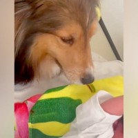 『大泣きする赤ちゃん』を見た犬→『どうするのかな』と見ていたら…まるで人間のような『素敵な行動』に称賛「泣いちゃう」「優しさに感動」