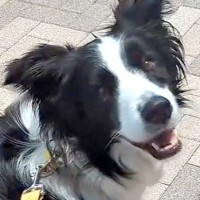 病院を頑張った犬に『好きなもの食べていいよ』と伝えた結果→どこへ行くのかと思いきや…まさかの『グルメすぎる光景』が12万再生「賢すぎｗ」