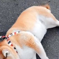 コンビニのチキンの匂いにつられ『どうしても行きたい』と駄々をこねる犬→人間の子供のような光景が23万再生「駐車するの草」「たまらんｗ」