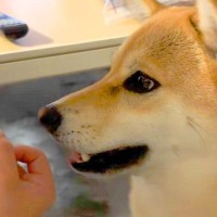 『高い声で"アー"と言えますか？』と犬に聞いてみた結果→もはや犬とは思えない『まさかの光景』が90万再生「なんでできんねん」「発音ｗｗ」