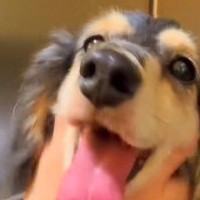 ある日、突然歩けなくなった犬→獣医師に『手術しても歩けないかも』と言われて…奇跡のような『素敵な物語』に感動「頑張った」「抱きしめたい」
