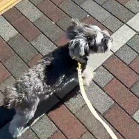 ルンルンでお散歩している犬→行き先が『動物病院』だと気付いた瞬間、足が止まって…あまりにもわかりやすい『子供のようなリアクション』に反響