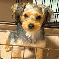 生後6ヶ月の子犬→『このまま大きく育つかな』と思っていたら…2年半後の『予想外な成長』に1万いいね「パリコレ目指せるｗ」「カッコいい」
