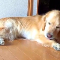 なんとなく撮影していた大型犬が『オナラ』をした結果→思ってたのと違う『まさかの反応』が62万再生「なかなか派手で草」「可愛すぎるｗｗ」