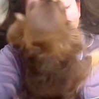 夜、暑いからと飼い主と別々で寝た犬→朝になると『顔の上』に乗ってきて…理不尽すぎる光景が153万再生「文句言ってるｗ」「たまらない」