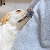 ママにベッタリな大型犬→なぜかパパが家にいる時だけ…あからさますぎる『態度の違い』に反響「パパ切ないｗｗ」「甘えっぷりが小悪魔すぎる」