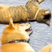 『床で寝転んでいる猫』と『どうしても構ってほしい犬』→種族の壁を超えた『愛おしすぎるアピール』が57万再生「幸せそう」「面倒見よすぎ」