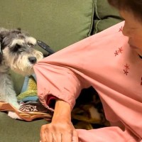おばあちゃんと遊びたい犬→勢いあまって『手を甘噛みしてしまった』結果…愛おしすぎる『反省ポーズ』に反響「可愛いかまってちゃん」「萌える」