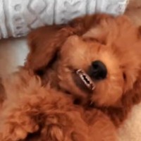パパとママの体重が3キロくらいの子犬→『小さく育つかな』と思っていたら…想定外すぎた『ビッグサイズな現在』に反響「最高」「可愛すぎる」