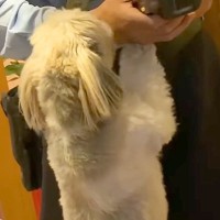 『配達員のお兄さん』が家にきた結果→犬の『大好き』が止まらなくなってしまい…仕事にならない光景に反響「なんて大歓迎」「配達員になりたい」