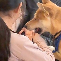 テンション高めで遊んでいたら、犬が『ケンカをしている！』と勘違いして…愛にあふれた行動に称賛「賢くて優しい」「家族が大好きなの伝わる」