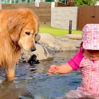 池に入る2歳の女の子→大型犬が『大丈夫かな？』と一緒に入ってきて…『保護者のような光景』が尊いと14万再生「優しいな」「お母さんみたい」