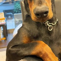 『イケメンと初めて手繋ぎました』大型犬との恋人ごっこ→想像以上に『カッコいい光景』が140万再生「彼氏LV999」「絶対守ってくれる」