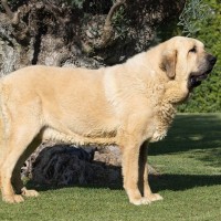 【獣医師監修】スパニッシュ・マスティフってどんな犬種？特徴と性格や飼い方・価格相場まで解説