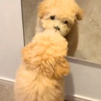 生まれて初めて『鏡』を見た赤ちゃん犬→『自分じゃないワンコだ』と勘違いして…犬生1週目すぎる光景が8万再生「一生懸命で可愛い」「尊すぎ」