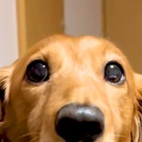 『なんか悪いことしたでしょ』神妙な面持ちの犬→鼻先を見てみると…あまりに『バレバレな光景』に爆笑「証拠残してて草」「ピロピロなってるｗ」