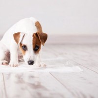 犬の危険な『ウンチの状態』4選　病気の可能性や治療が必要かどうかを判断する方法とは？