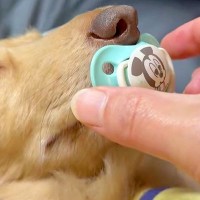 『おしゃぶり』をしながら眠る犬→回収しようとした結果…人間の赤ちゃんのような光景に2万いいね「赤子と同じｗｗ」「ちょっと可愛すぎんか」