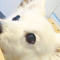 『イチゴが入ったダンボール』を眺める犬→『変な音がするな』と思ったら…想定外だった『衝撃の光景』に7万いいね「知能犯で草」「笑ったｗ」