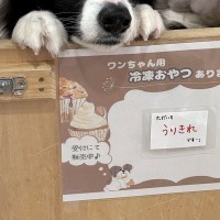 『トリミング後の犬の写真』が届いたので、見てみた結果→今すぐ会いたくなる『尊い一枚』に1万いいね「いい味出してるｗ」「かわいい」と絶賛