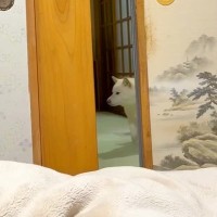 『お兄ちゃんが帰ってしまう』と焦る犬→内緒で『お布団に隠れて待ってみた』結果…まさかのブチギレが143万再生「感情豊か」「嬉しいくせにｗ」