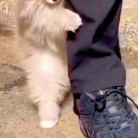 小さな赤ちゃん犬が『初めて地面に降りた』結果→怖がり過ぎてしまい…『まさかの光景』が尊すぎると190万再生「悶えた」「ニヤニヤ止まらん」