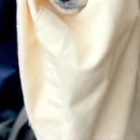 雨の日、外で犬が動かなくなったので『エコバッグ』に入れて運んだ結果…思わず二度見してしまう光景が20万再生「可愛いすぎ」「シュールｗ」