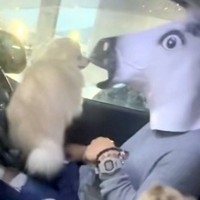 車でパパを待つ犬たち→『馬になって帰ってくるドッキリ』をした結果…想像の上をいく『シュールな光景』が304万再生「可愛いが渋滞してるｗ」