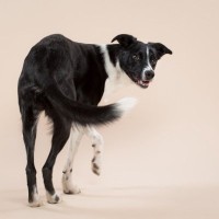 犬が座る前に『クルクル回る』理由3つ　なかなか座ろうとしないのはどうしてなの？