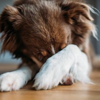 犬が『叱られた』ときにみせる行動3つ　愛犬が反省しているサインや注意すべき態度まで