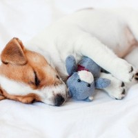 犬が『ぬいぐるみ』を手放さないのはなぜ？人形に執着しているときの気持ちや注意点まで