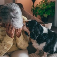 犬は『人間の表情』を識別することができるの？悲しんでいるのが分かる？見分ける方法まで