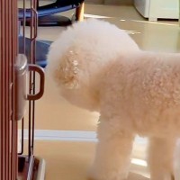 『風邪ひいた、どうしたらいいと思う？』と犬に聞いた結果→『心配してくれた』と思ったら…辛辣な展開が97万再生「好きｗｗ」「期待通り」