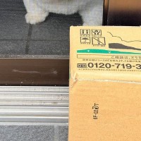 自宅警備犬が『お昼寝をした』結果→配達員の置き配に気が付かなくて…ショックを受け過ぎた『まさかの表情』に9万いいね「可愛すぎ」「反則」