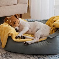 犬が『熟睡』しているかどうかを判断する方法とは？愛犬が安眠できる環境づくりのコツまで