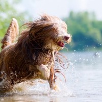 重症化した場合の死亡率は50%も…犬の『熱中症』のサインとは？特に『リスクが高い犬種』や正しい応急処置【獣医師執筆】