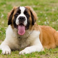 『日本で飼いづらい』犬種５選　お世話が大変な理由や迎える場合に整えなければならない住環境まで