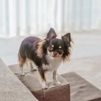 犬に『冷房』を使うときの絶対NG行為５選　体調不良の原因となる間違った使用方法とは？