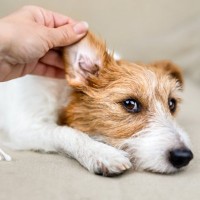 犬が『耳掃除を嫌がる』理由5つ　お手入れさせてくれないときの対処法とは？